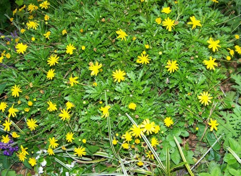 Yellow+daisies+flowers