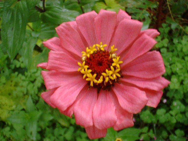 Zinnia Images