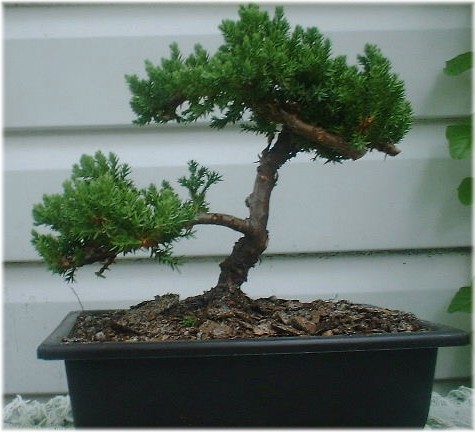 Bonsai Pictures on Custom Search