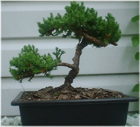 Bonsai1.jpg