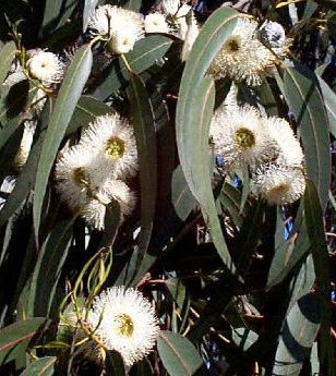 Australia Eucalyptus