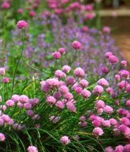 Tiny Cottage Garden