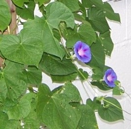 morning glories seedlings