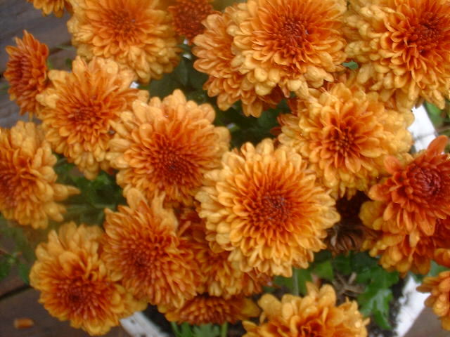 Chrysanthemum by any other name would be easier to spell.