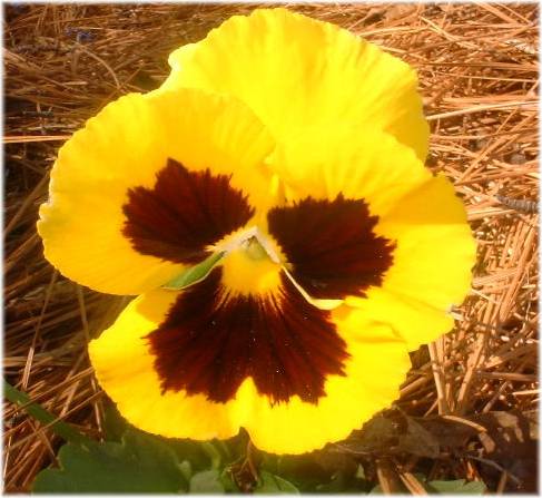 Picture Of Pansy