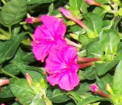 Use his Skill: Four O Clock Flowers Poisonous - Poisonous Seeds