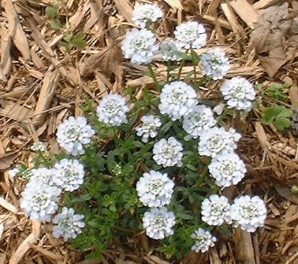 Candytuft