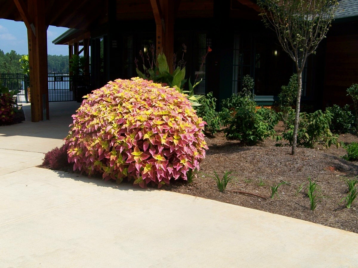 coleus in gardens