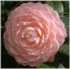CamelliaFlower2.jpg (13909 bytes)